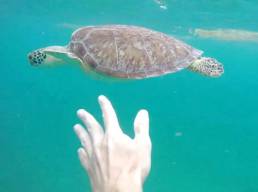 Sea turtles in Tintamarre
