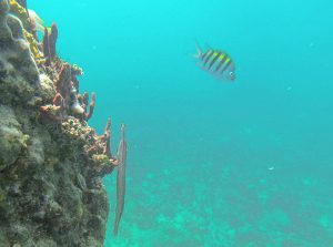 creole rock snorkeling