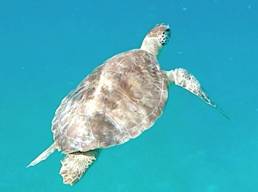sea_turtle_snorkeling