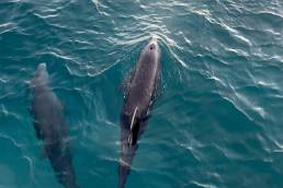Dolphin charter St Martin