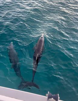 Dolphin charter St Martin