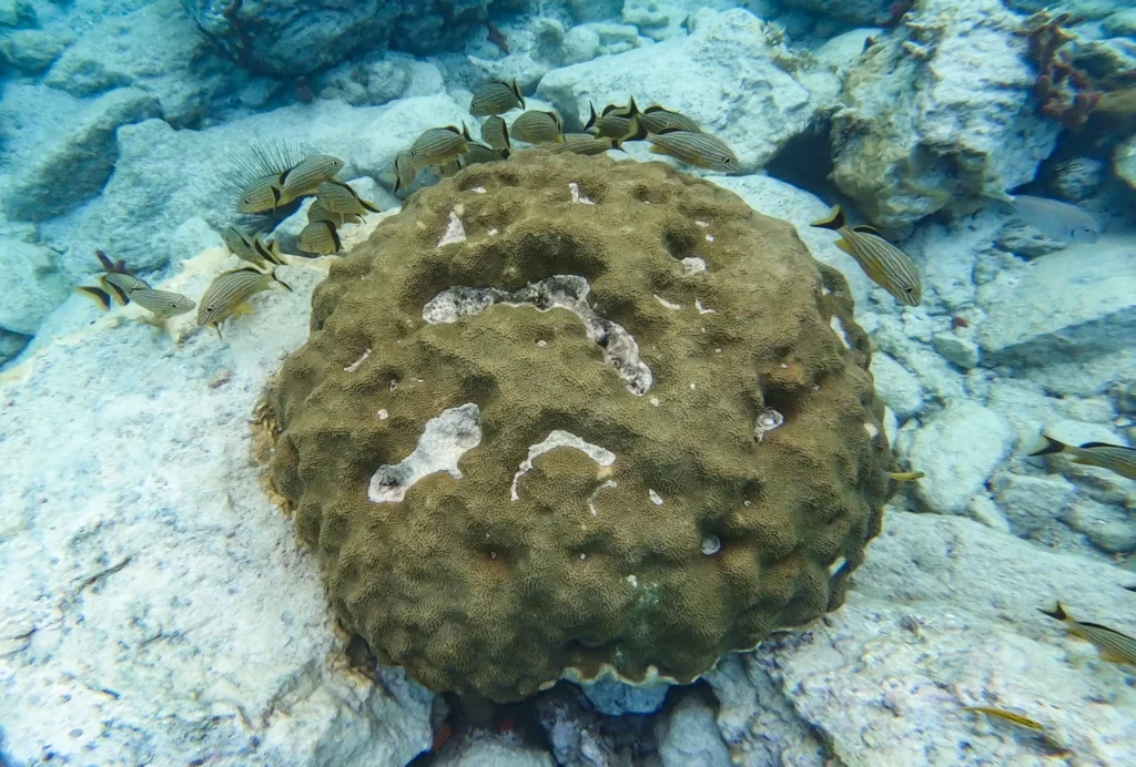 SNORKELING CREOLE ROCK